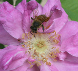 Rose and visitor...