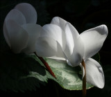 Cyclamen