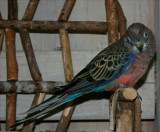 Bourke Parakeet 