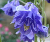 Columbine