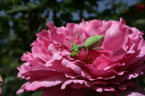  She loves this rose...