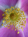 Rose....Roselina