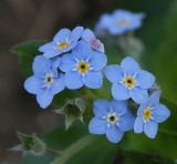 Forget Me Not