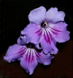 Streptocarpus variety