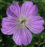 Geranium variety....one of the larger Geranium plants