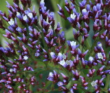 Limonium .....(Statice)