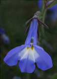 Lobelia variety