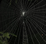 Dons spider web 2007
