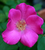 sport from Playgirl Rose