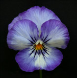 Pansy