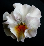 Another Pansy ~ I have lots of Pansys now ;-) ~
