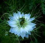  Nigella  ~Love in a Mist~