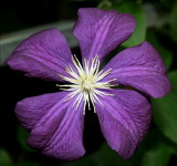 Clematis