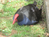 IMG_0616.JPG