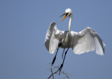 Egret