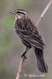 Female Red Wing Blackbird