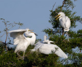 Young Egrets