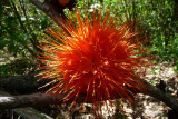 Wild flower????