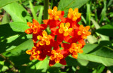 Algodoncillo (Asclepias curassavica)