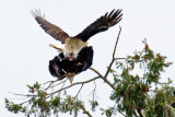 Bald eagles mating