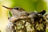 3/18/2010  Baby hummingbird