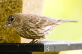 4/12/2010  At my bird feeder
