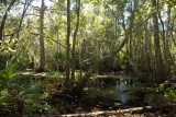 Bayou Coquille Trail