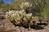 Teddy Bear Cholla