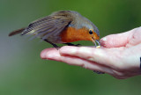 Robin. Barnwell Country Park. Oundle. UK