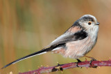 Long Tail Tit. Barnwell Country Park. Oundle. UK