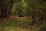 Cow Pastures, Thrapston, Northampton.