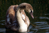 Young Mute Swan, Barnwell Country Park, Oundle.