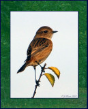 Stonechat, Gunners Park, Shoeburyness.