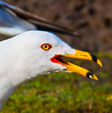 Seagull _MG_3107.jpg