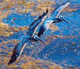 Formation flying  _MG_1467.jpg