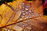 Drops on leaf  _MG_2752.jpg