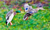 Landing in unison _MG_3287.jpg