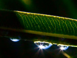 Water drop reflections _MG_7184.jpg