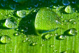 Water drops in green _MG_7207.jpg