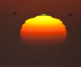 ex setting sun green flash two pelicans _MG_4118.jpg