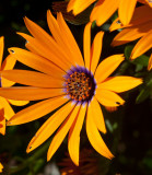 Orange flowers _MG_7799.jpg