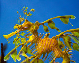 Leafy Sea Dragon Monterey Bay Aquarium _MG_3574.jpg