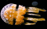 Australian Spotted Jellyfish .jpg