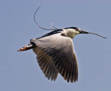 Feathering the nest_MG_4198.jpg