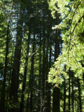 Guerneville Armstrong Redwoods State Reserve 036.jpg