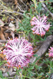 Pic 2 - Isopogon spp