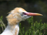 Wotchit! Cattle Egret