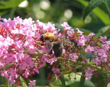 digging for nectar