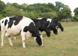 4 ladies in the fields