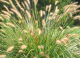 november grasses